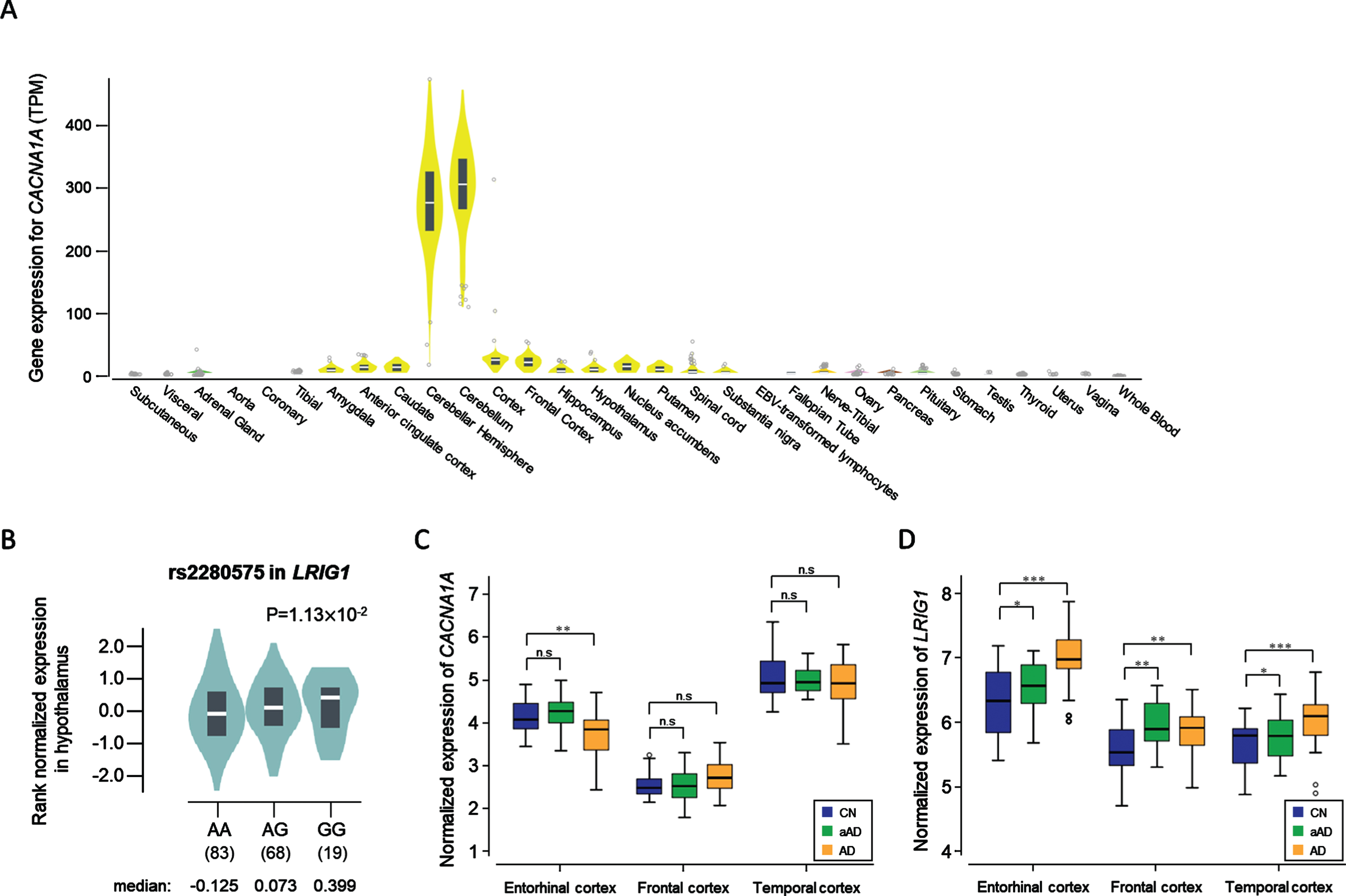 Potential Novel Genes for Late-Onset Alzheimer's Disease in East-Asian Descent Identified by APOE-Stratified GWAS